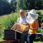 Visite de l'apiculteur