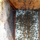 Mortalit des abeilles