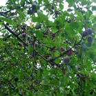 fruits du prunier myrobolan