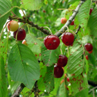 fruits du merisier