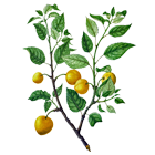 dessin de prune myrobolante