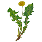 dessin d'une fleur de pissenlit